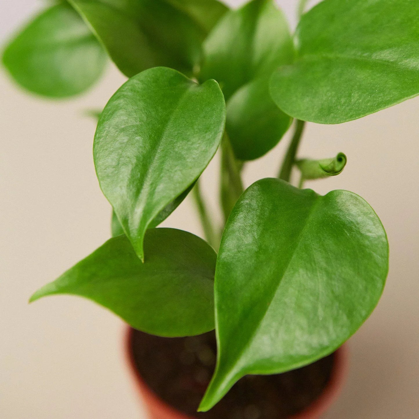 Monstera Split-Leaf