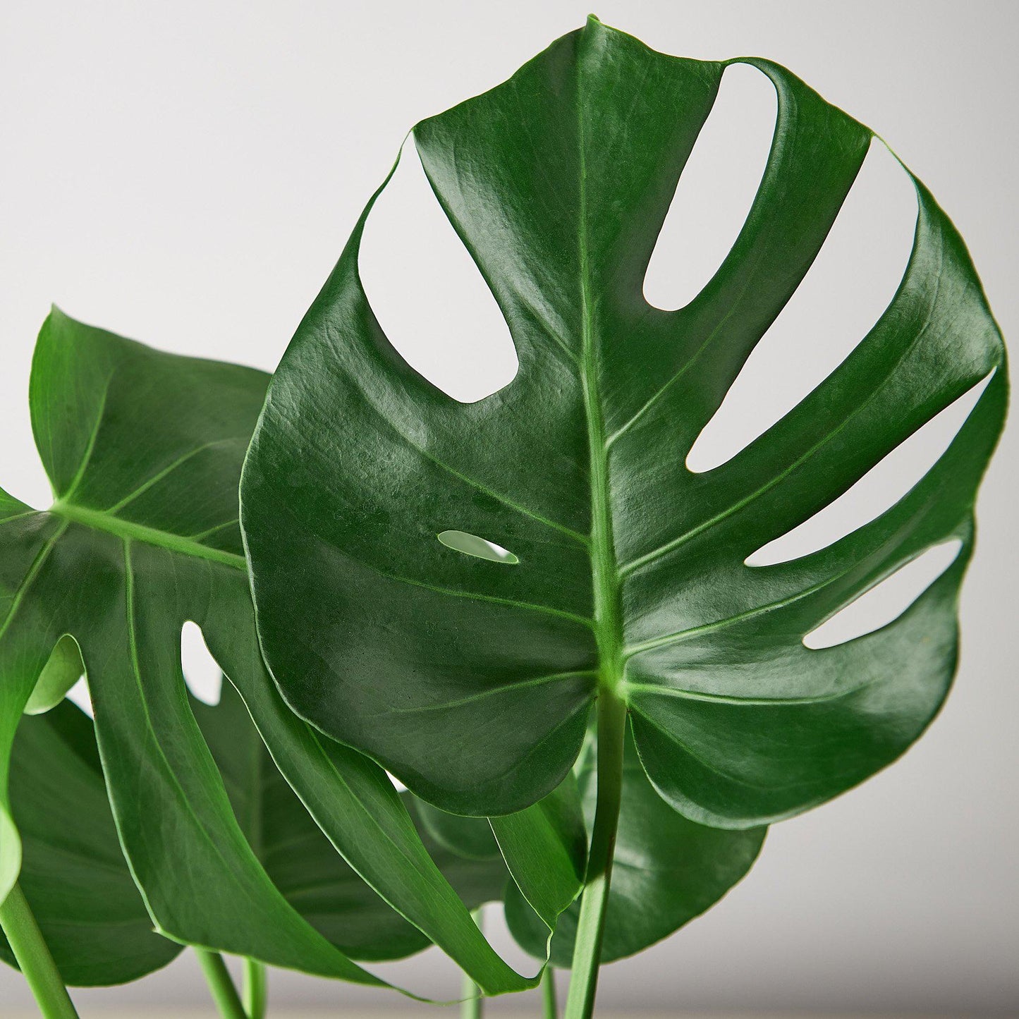 Monstera Split-Leaf