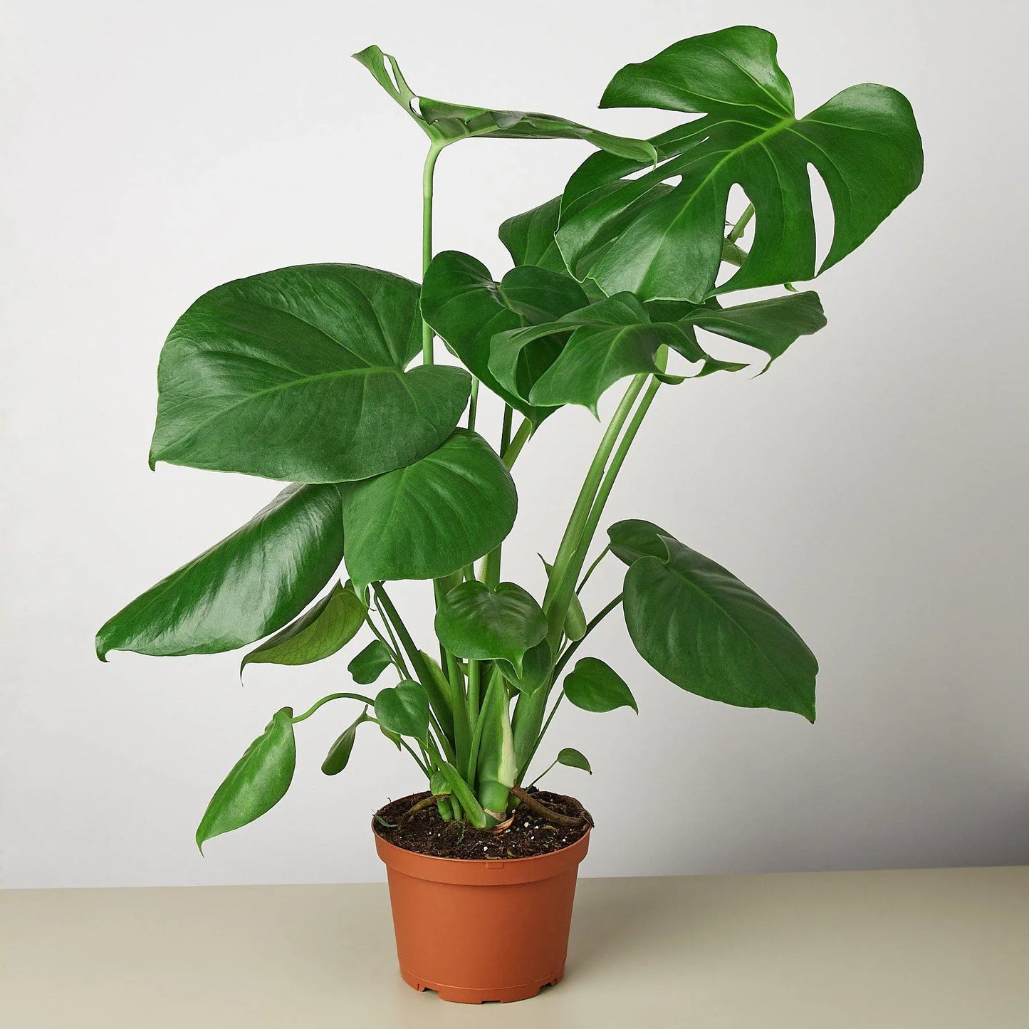 Monstera Split-Leaf