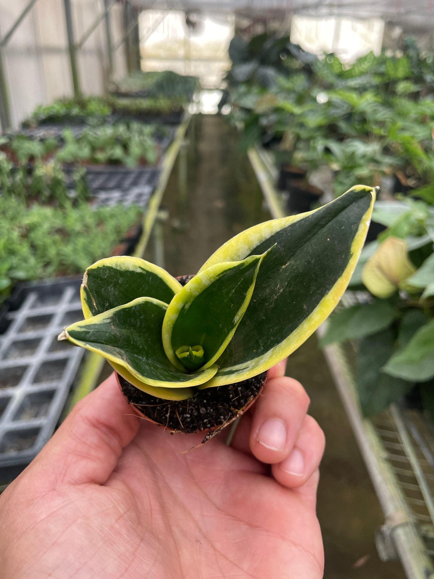 Snake Plant Black Gold