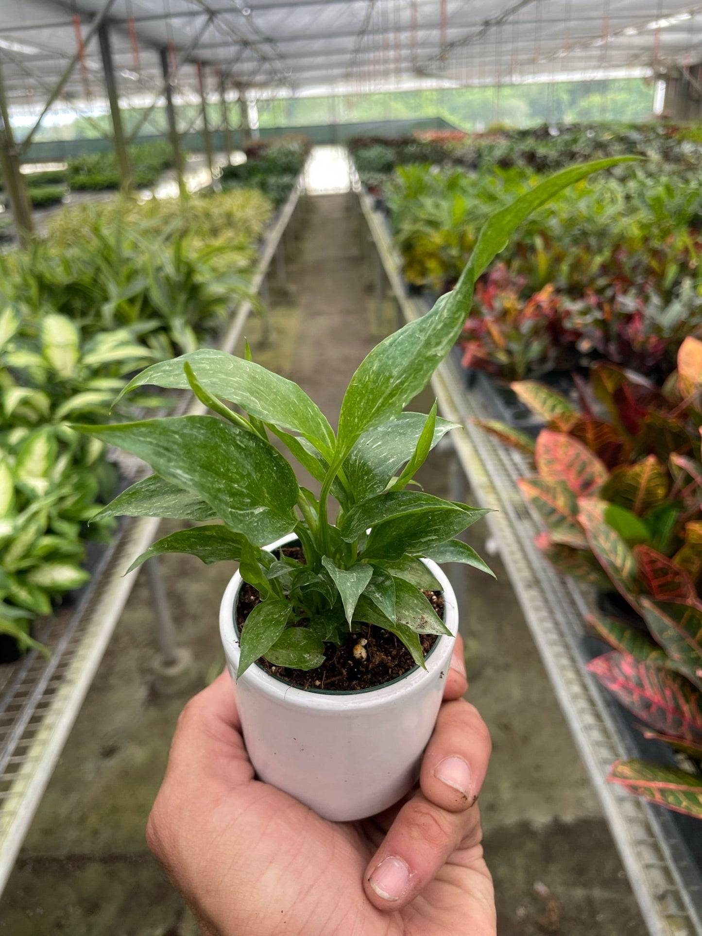 Variegated Spathiphyllum 'Domino'