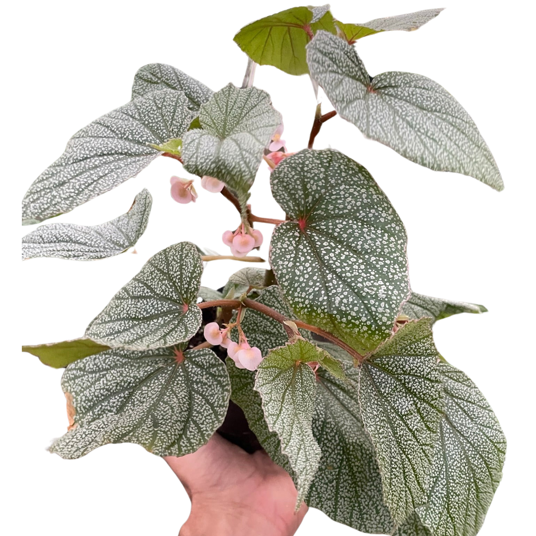 Begonia 'Frosty'