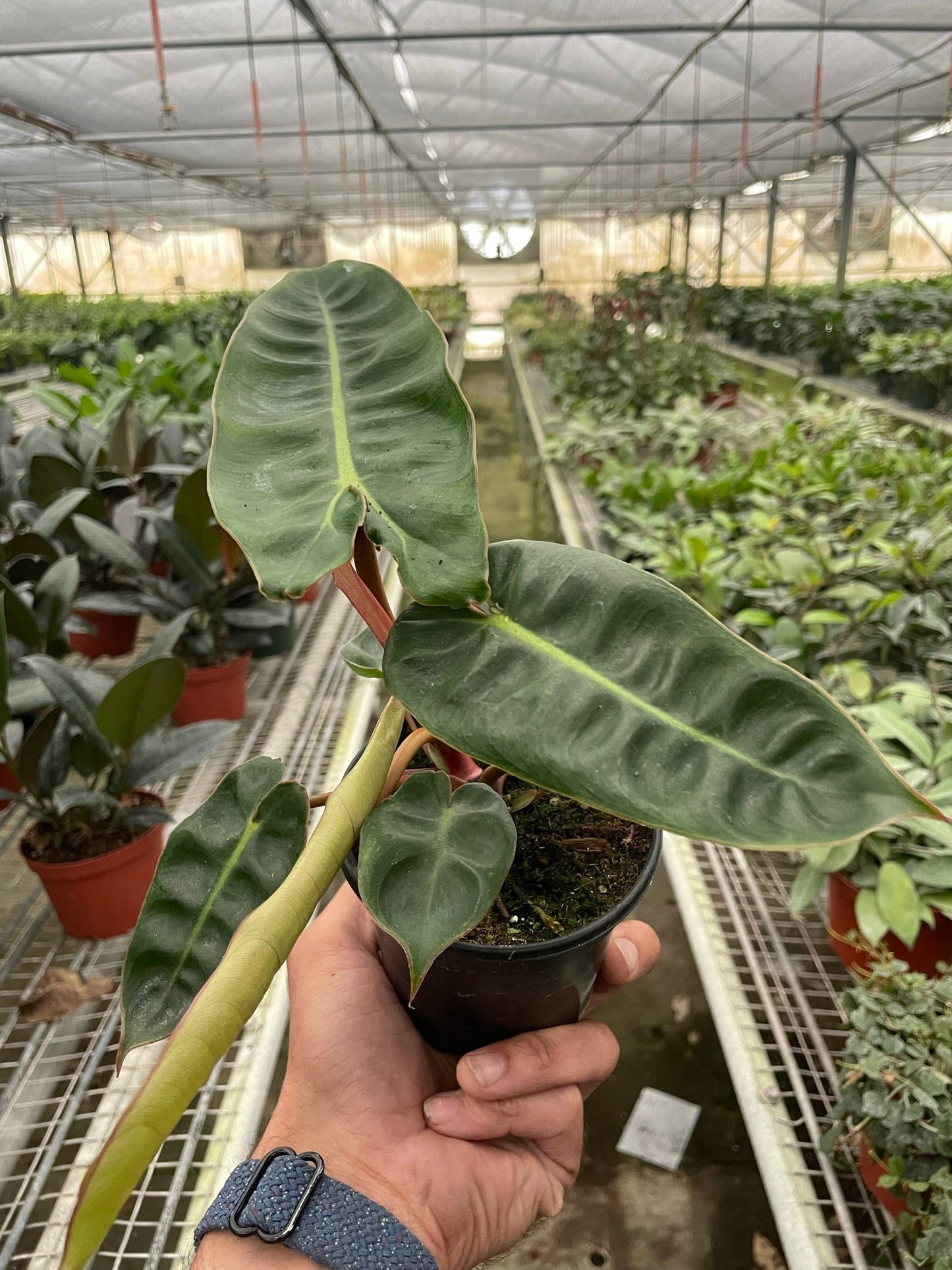 Philodendron 'Billietiae'