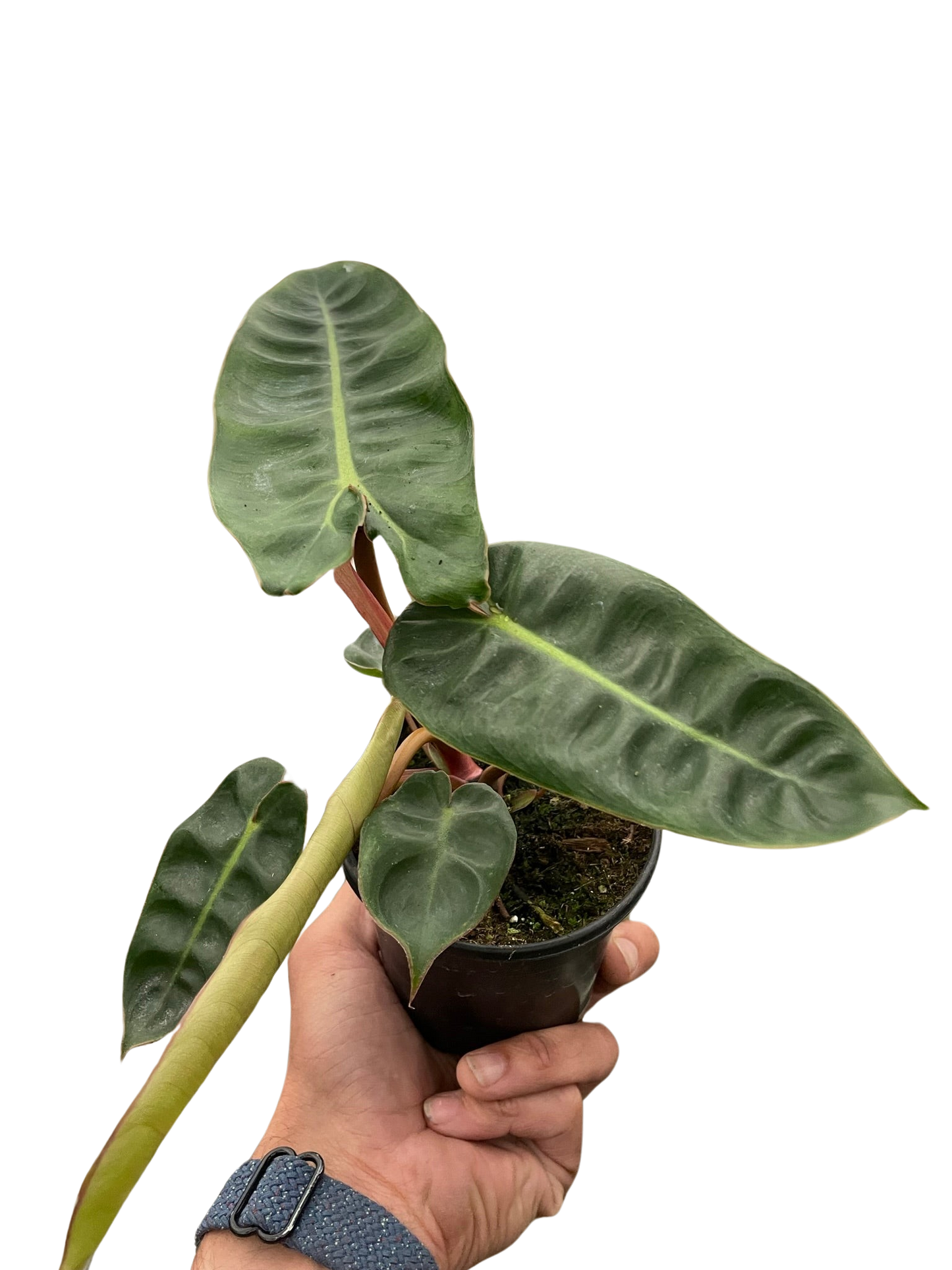 Philodendron 'Billietiae'