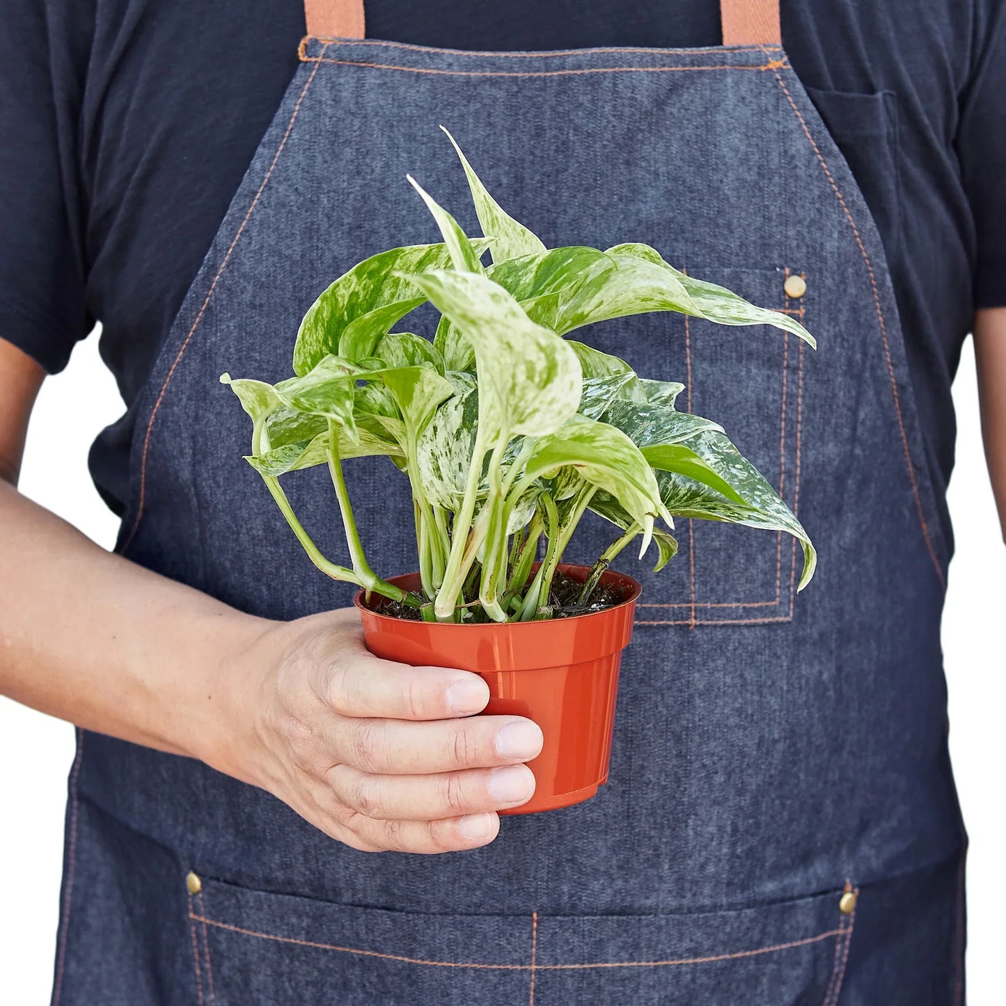 Pothos 'Marble Queen'