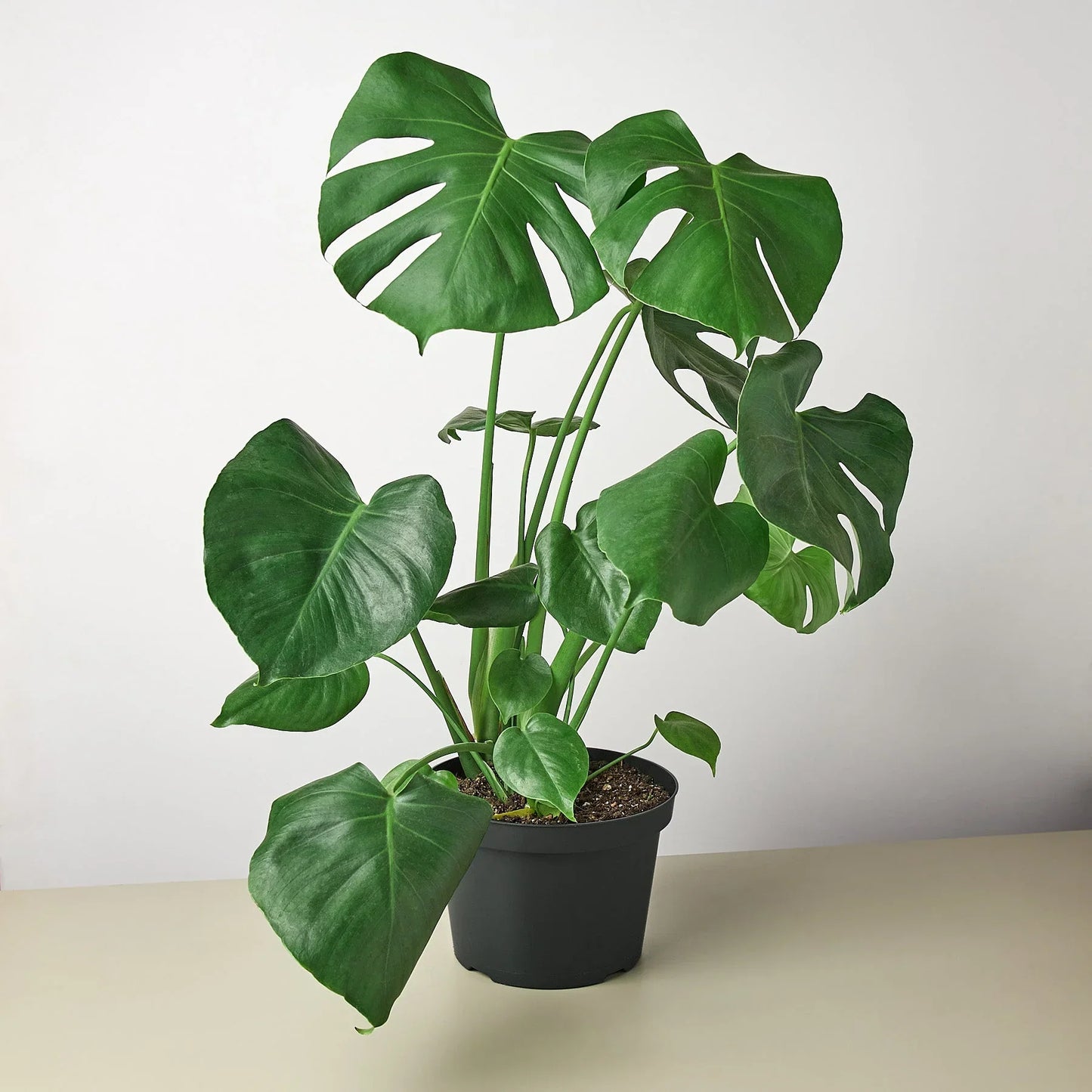 Monstera Split-Leaf