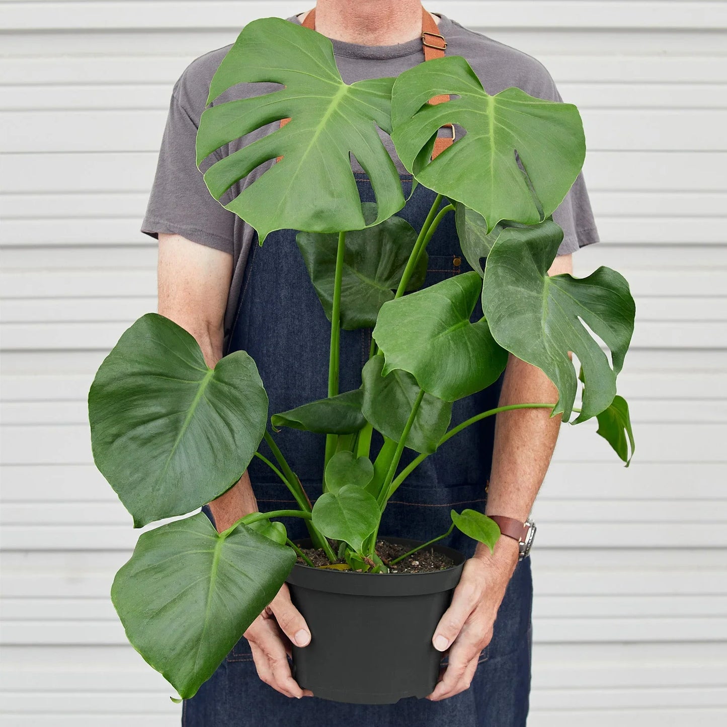 Monstera Split-Leaf