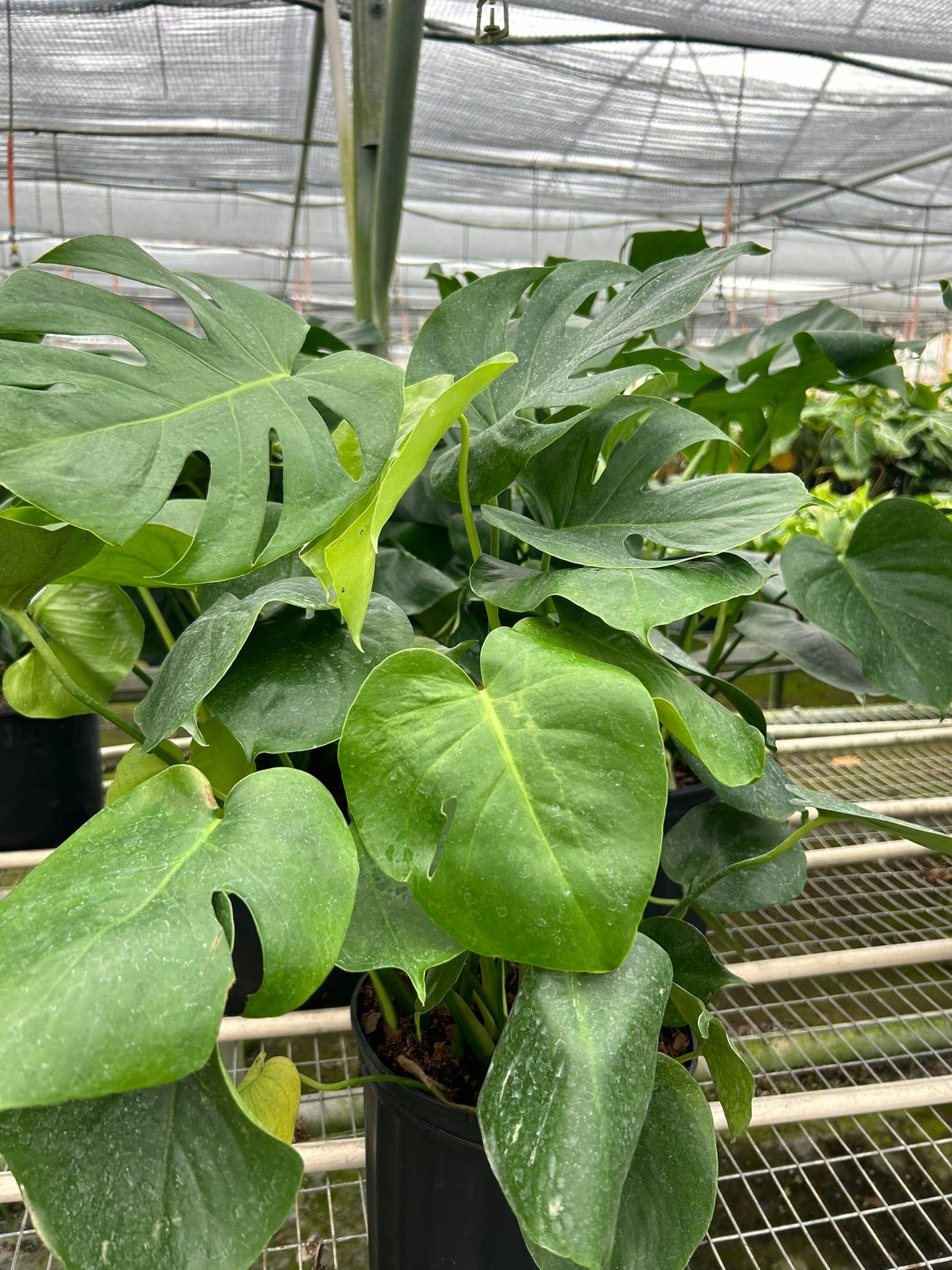 Monstera Split-Leaf