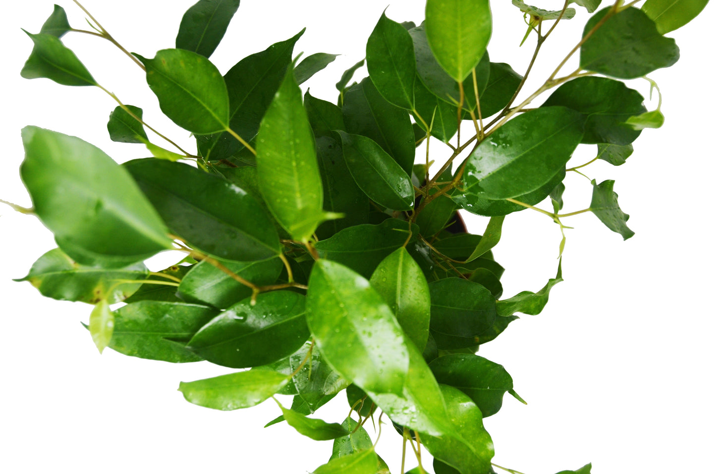 Ficus 'Benjamina'